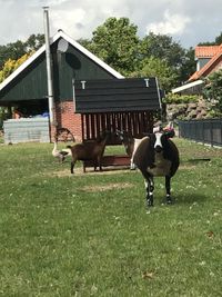 schaap geiten